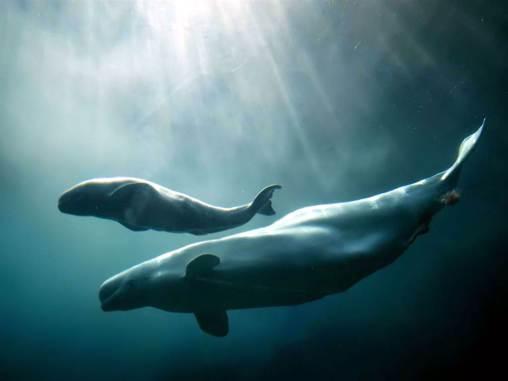 Beluga whale and baby